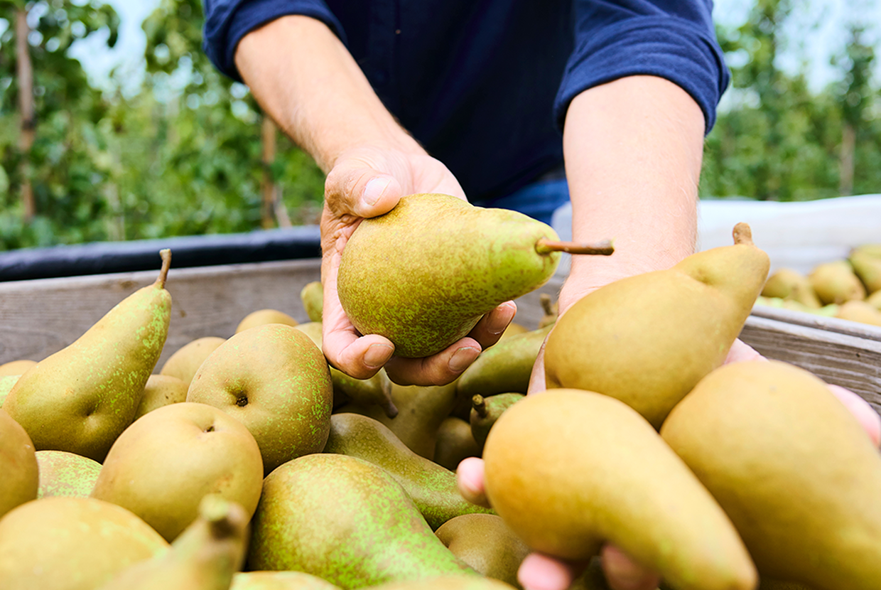 Vers seizoensfruit van lokale telers