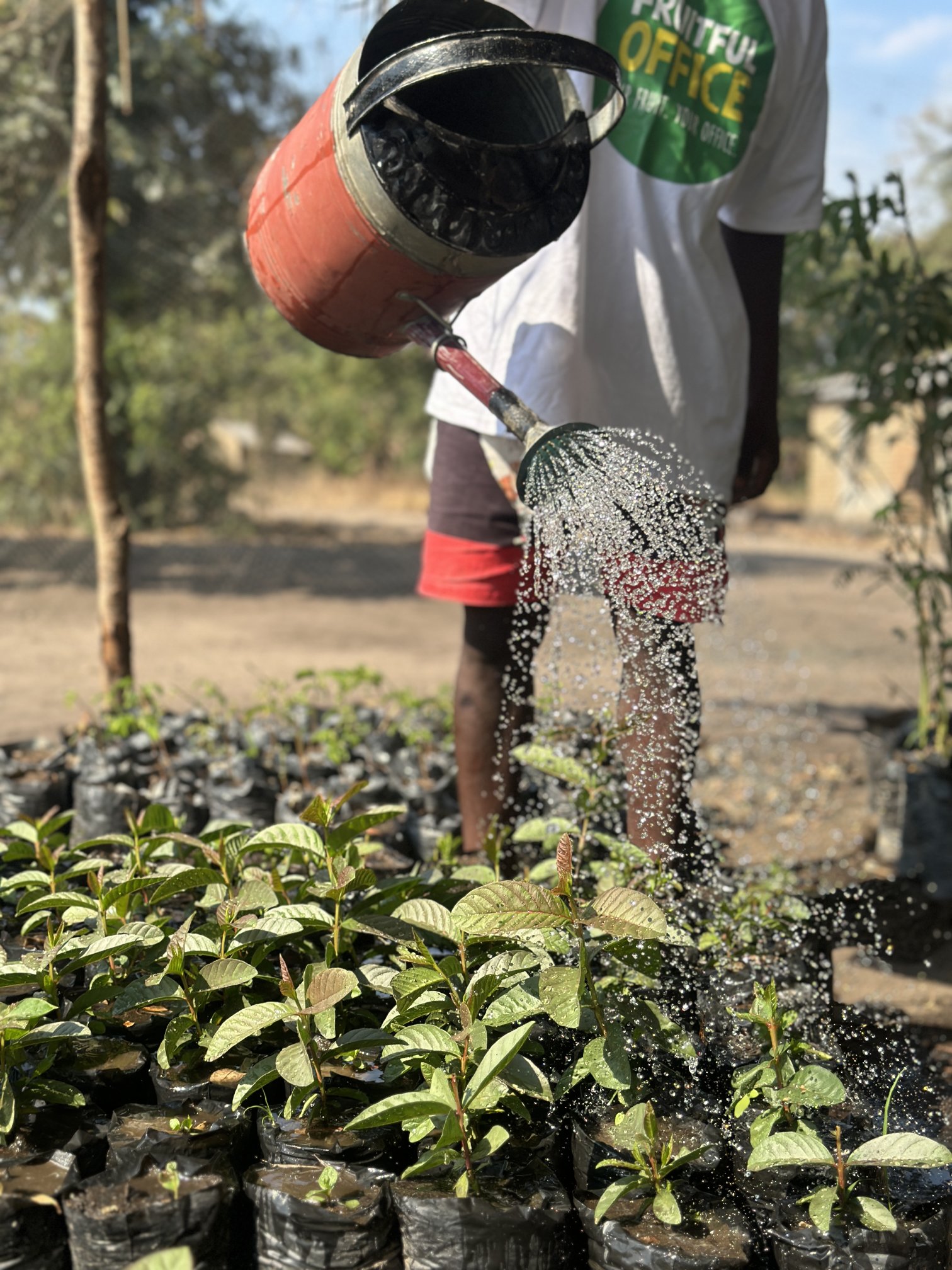 Medewerker plant jonge bomen als onderdeel van ons boomplant-project