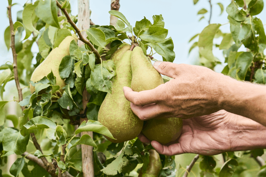 Fruit wordt zorgvuldig geplukt